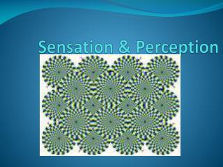 Sensation &amp; Perception