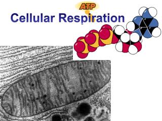 Cellular Respiration