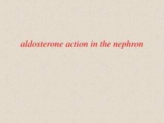 aldosterone action in the nephron