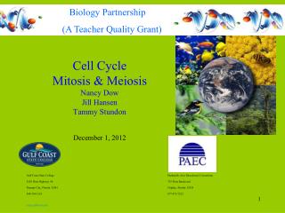 Cell Cycle Mitosis &amp; Meiosis Nancy Dow Jill Hansen Tammy Stundon December 1, 2012