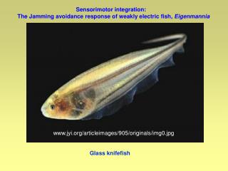 Glass knifefish