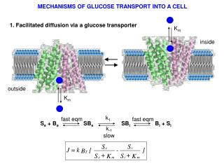 1. Facilitated diffusion via a glucose transporter