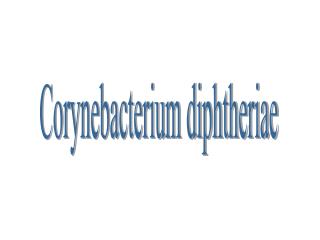 Corynebacterium diphtheriae