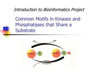 Common Motifs in Kinases and Phosphatases that Share a Substrate