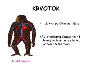 KRVOTOK