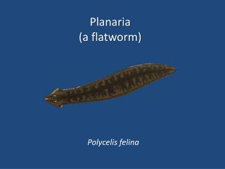 Planaria (a flatworm)