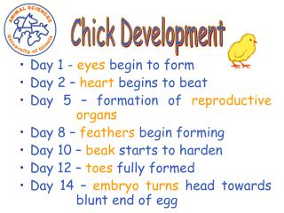 Day 1 - eyes begin to form Day 2 – heart begins to beat Day 5 – formation of reproductive 		organs