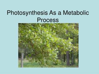 Photosynthesis As a Metabolic Process