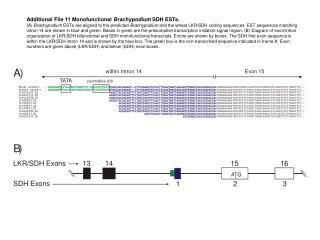 Additional File 11 Monofunctional Brachypodium SDH ESTs.