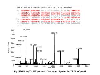 Fig.1 MALDI QqTOF MS spectrum of the tryptic digest of the “52.7 kDa” protein