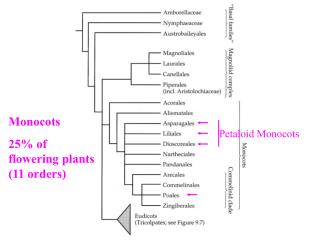 Petaloid Monocots