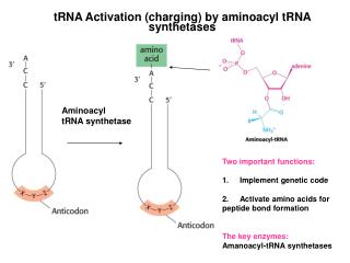 tRNA Activation (charging) by aminoacyl tRNA synthetases