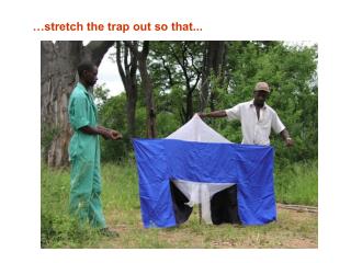 …stretch the trap out so that...