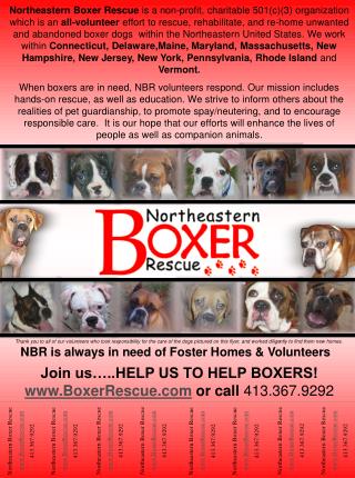 Join us…..HELP US TO HELP BOXERS! BoxerRescue or call 413.367.9292