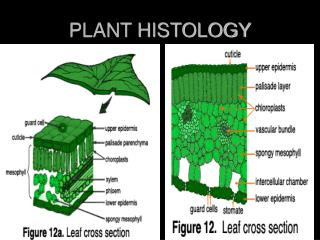 PLANT HISTOLOGY