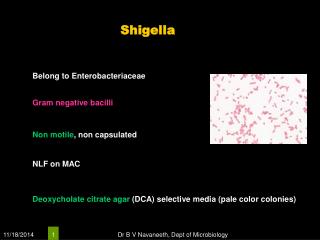 Shigella