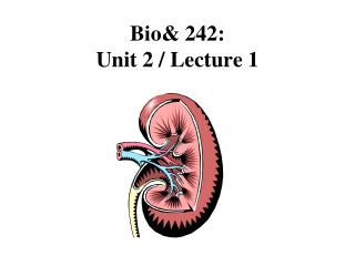 Bio&amp; 242: Unit 2 / Lecture 1