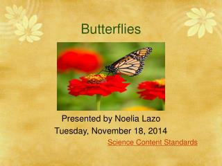 Butterflies