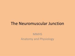 The Neuromuscular Junction