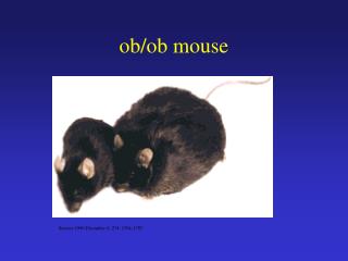 ob/ob mouse