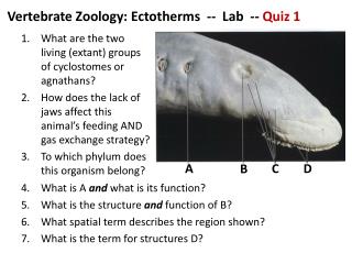Vertebrate Zoology: Ectotherms -- Lab -- Quiz 1