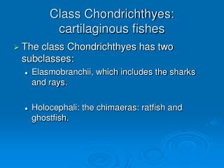 Class Chondrichthyes: cartilaginous fishes