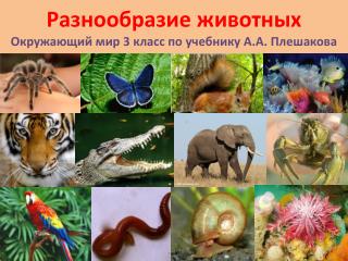 Разнообразие животных Окружающий мир 3 класс по учебнику А.А. Плешакова