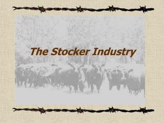The Stocker Industry