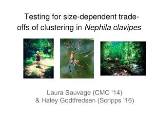 Testing for size-dependent trade-offs of clustering in Nephila clavipes