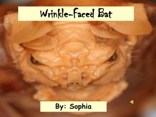 Wrinkle-Faced Bat