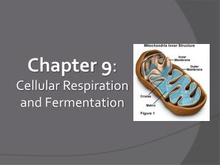 Chapter 9 : Cellular Respiration and Fermentation