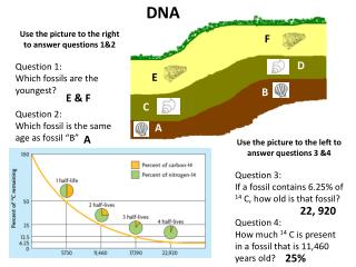 Use the picture to the right to answer questions 1&amp;2 Question 1: Which fossils are the youngest?