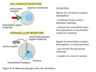 OVERVIEW: Signals for cell surface receptors (hydrophilic):