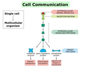 Cell Communication