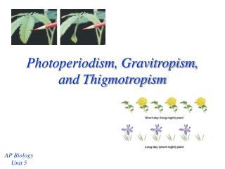 Photoperiodism, Gravitropism, and Thigmotropism