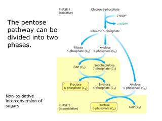 The pentose pathway can be divided into two phases.