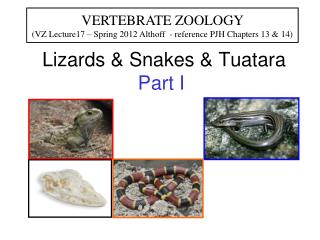 Lizards &amp; Snakes &amp; Tuatara Part I