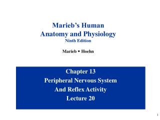 Chapter 13 Peripheral Nervous System And Reflex Activity Lecture 20