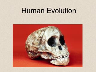 Human Evolution