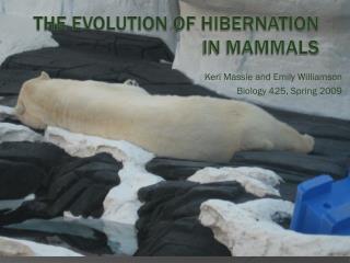 The Evolution of Hibernation in Mammals