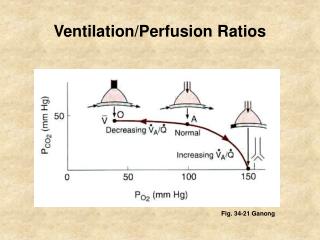 Ventilation/Perfusion Ratios