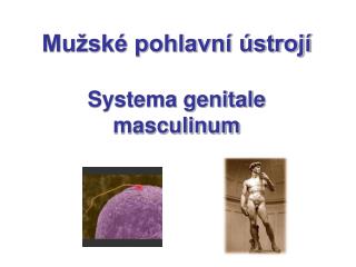 Mužské pohlavní ústrojí Systema genitale masculinum