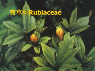 茜草科 Rubiaceae