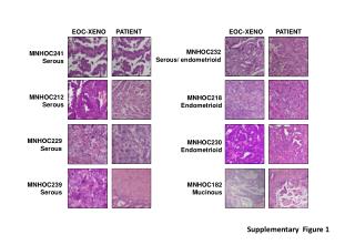 MNHOC182 Mucinous