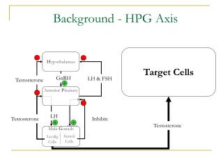 Background - HPG Axis