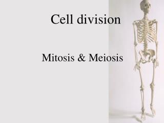 Cell division