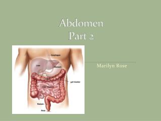 Abdomen Part 2