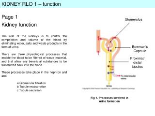 KIDNEY RLO 1 – function