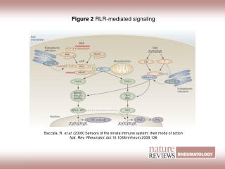 Figure 2 RLR‑mediated signaling