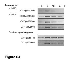 Transporter MOP MFS Calcium signaling genes
